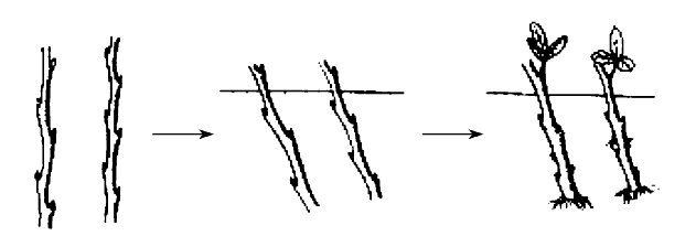 5c7894237f72f.png